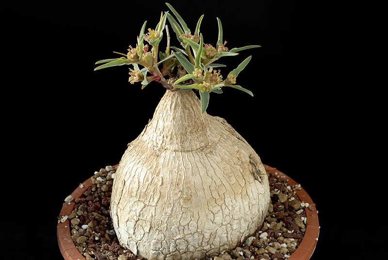 Euphorbia trichadenia H Cm. 11 D. 10 €  44,00.jpg